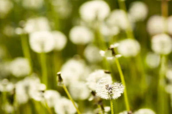 Blurred dandelions — Stock Photo, Image