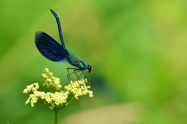 Stock image Blue dragonfly