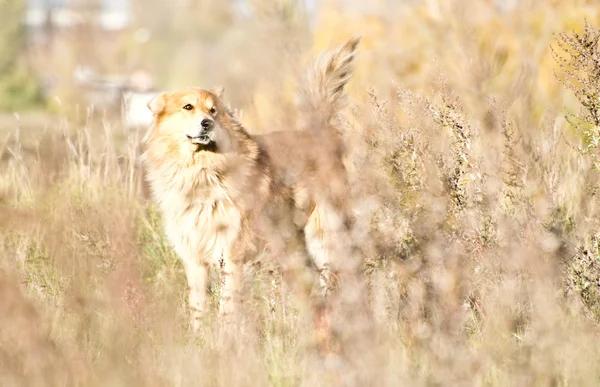 Červený pes v poli — Stock fotografie
