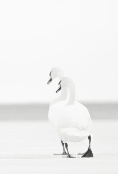 Пара белых лебедей — стоковое фото