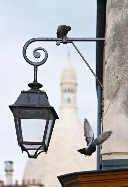 Gołębie Montmartre — Zdjęcie stockowe