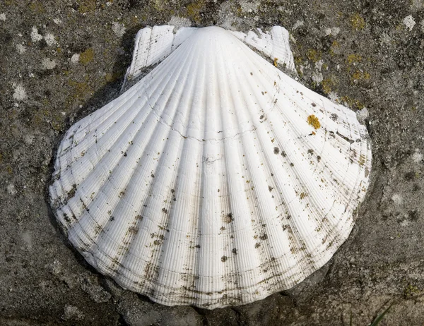 帆立て貝の貝殻のクローズ アップ — ストック写真