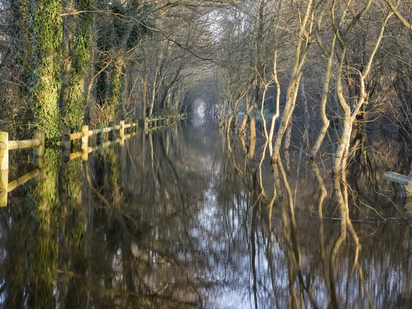 Un bosque inundado — Foto de Stock