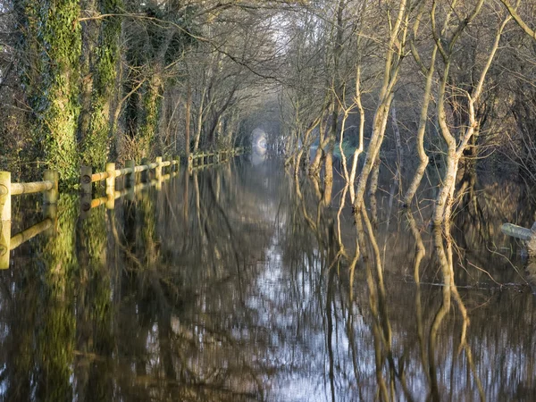 En översvämmad skog — Stockfoto