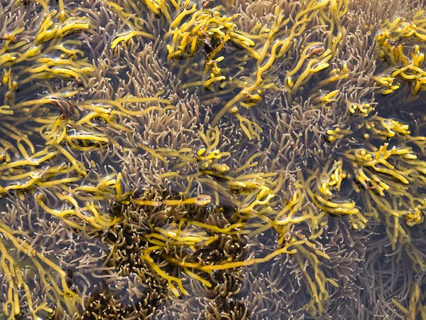 Fonds vie marine avec algues jaunes — Photo