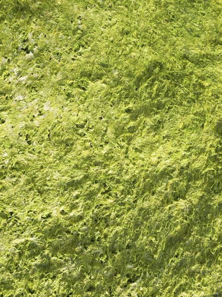 Algae green Background — Stock Photo, Image