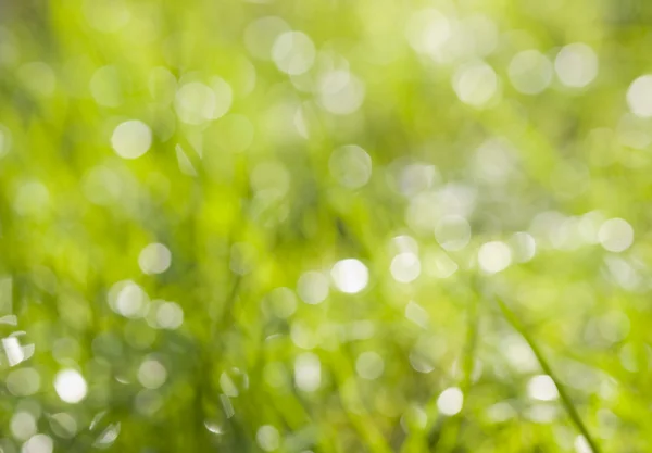 stock image Grass background