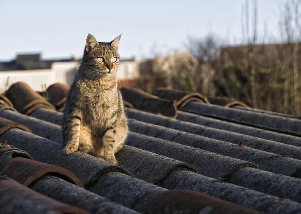 Kot na dachu — Zdjęcie stockowe