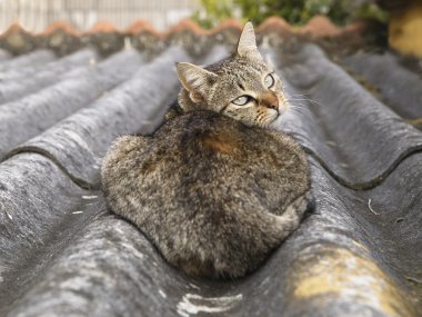 geriye bakınca kedi