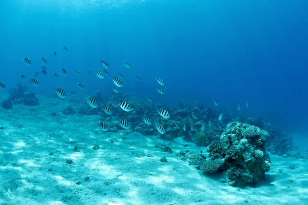 Suyun altında balık sürüsü — Stok fotoğraf