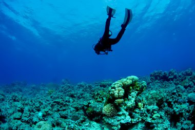 Scuba dalgıcı ve mercan resifi