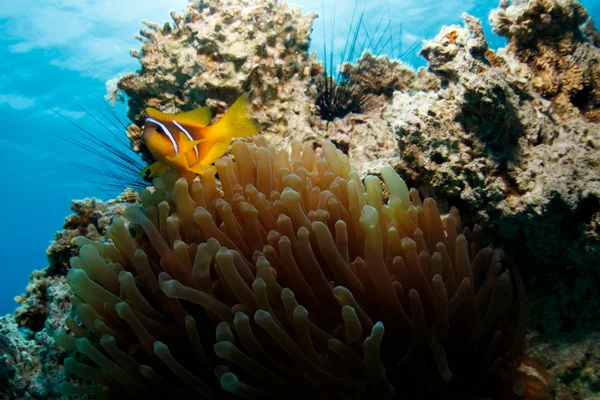 Şaşırtıcı palyaço balık ve anemon çiçeği — Stok fotoğraf