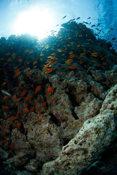 Belle scène sous-marine de poissons nageant — Photo
