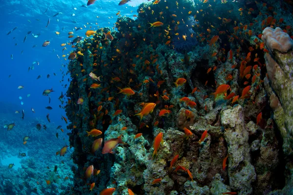 Vackra gyllene fiskar under vattnet — Stockfoto
