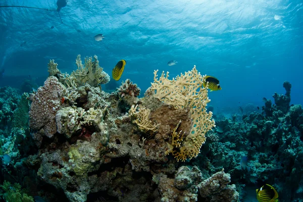 Красивая подводная сцена плавания рыб — стоковое фото
