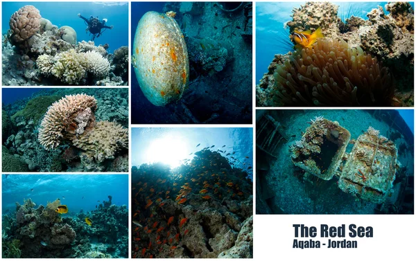 Collage de imágenes submarinas — Foto de Stock