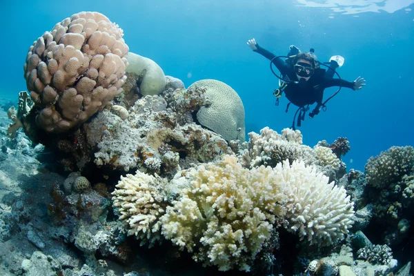 Búvár és korallzátony Jogdíjmentes Stock Képek