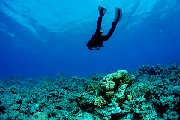 Búvár és korallzátony Stock Kép
