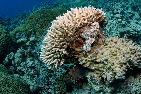 Espantoso peixe Escorpião escondido em um grande Coral Imagem De Stock