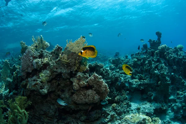 Красивая подводная сцена плавания рыб Стоковое Фото