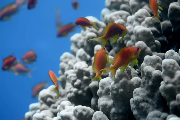 Hermosos peces nadando cerca de corales bajo el agua Imagen de archivo
