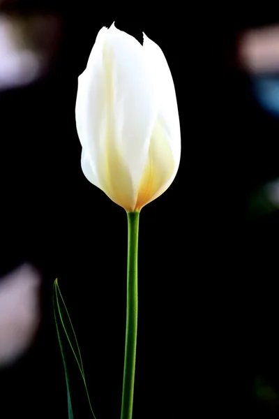Linda tulipa branca no fundo escuro — Fotografia de Stock