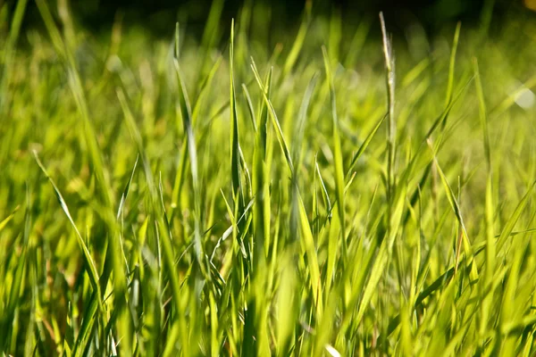 Fresh green grass in field — Stock Photo, Image