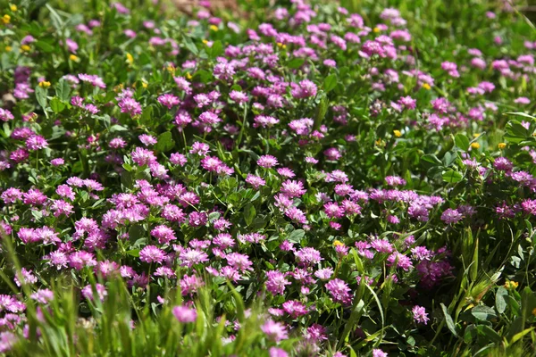 stock image Wild Purple flowers in field