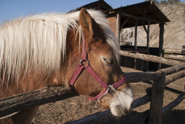 stock image Horse fence