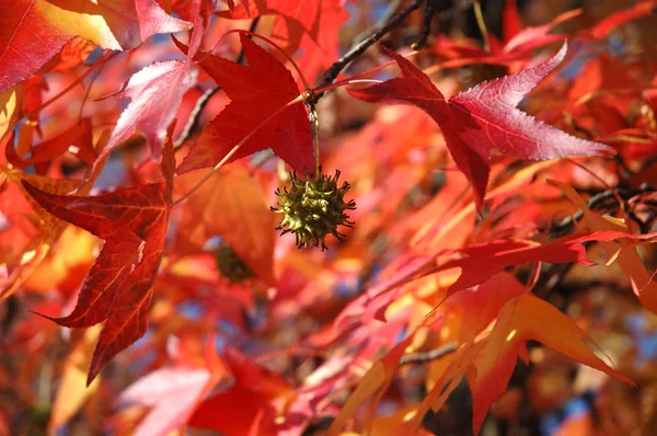 stock image Flowering Tree