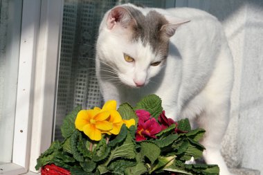 kedi ve campanula'lar