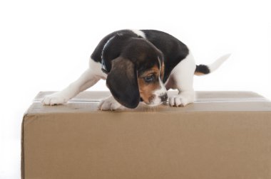 Puppy dog on a box in a studio clipart