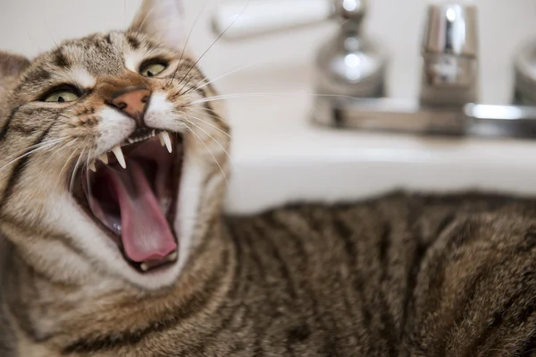 Gato irritado na pia — Fotografia de Stock