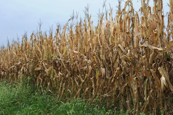 Maisfeld im Herbst — Stockfoto