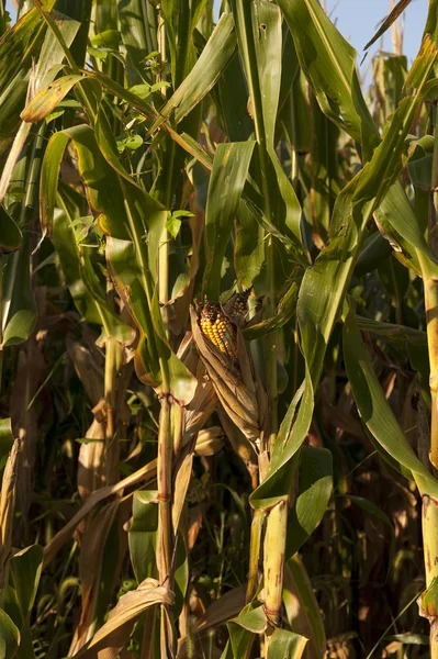 Corn ear vertical — Stock Photo, Image