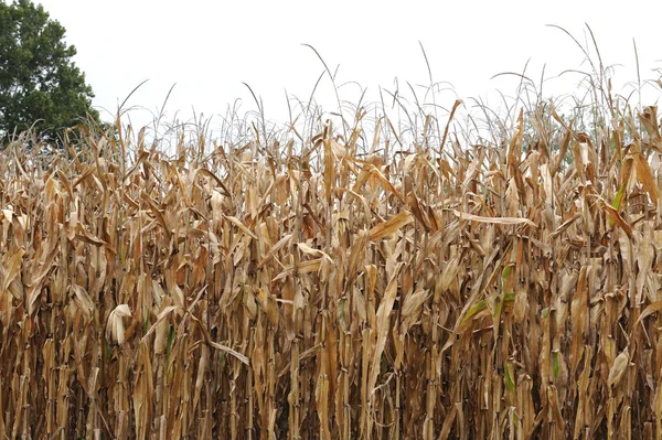 stock image Autumn corn field