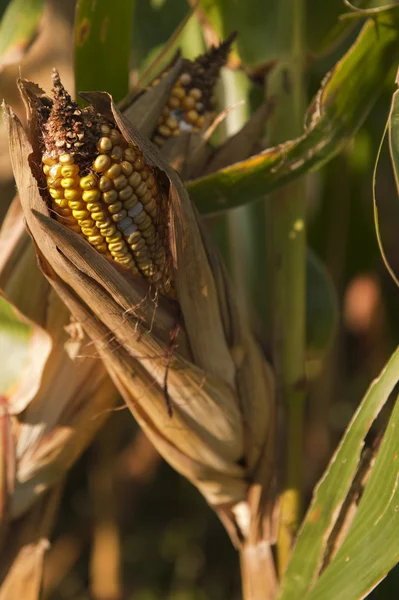 Ear of corn on stalk — Stock Photo, Image