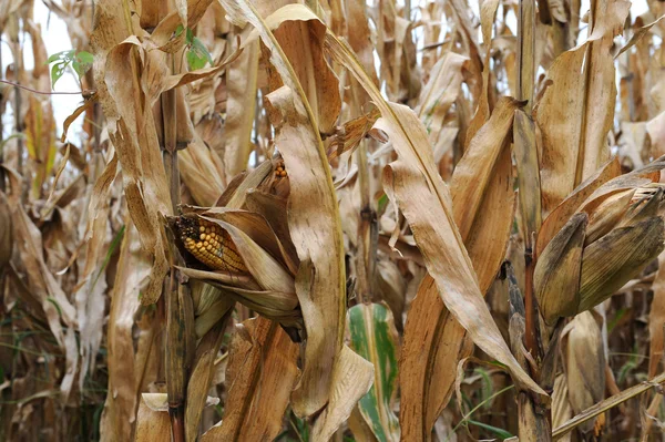 Autumn corn field — Stock Photo, Image