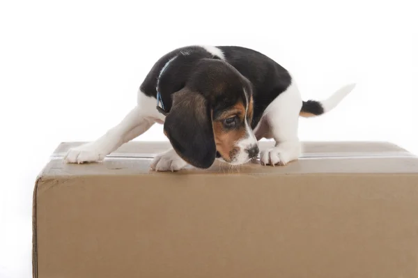 bir stüdyoda bir kutu üzerinde köpek yavrusu