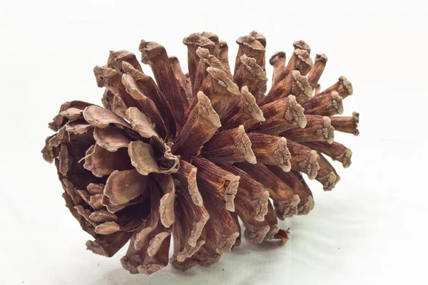 stock image Pine Cone