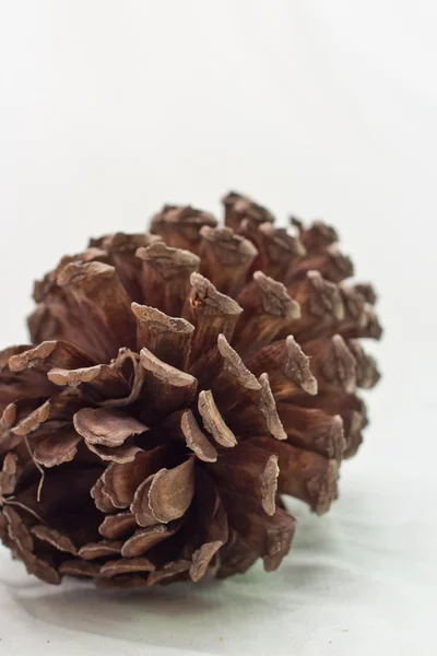 stock image Pine Cone