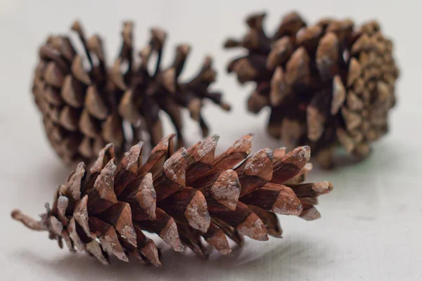 stock image Pine Cone