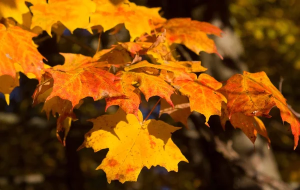 stock image Fall Leaves