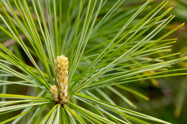 stock image Emerging Growth on Pine Tree