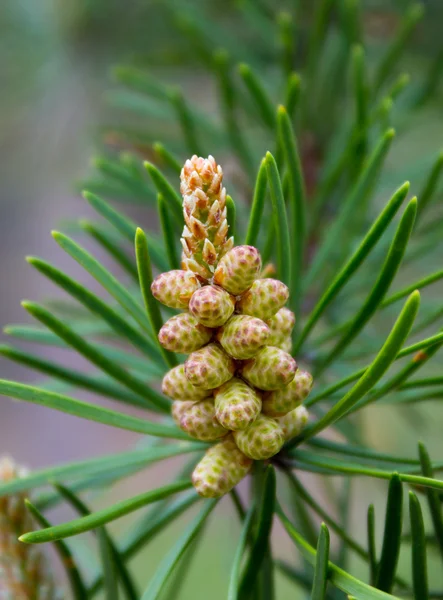 stock image Emerging Growth on Pine Tree