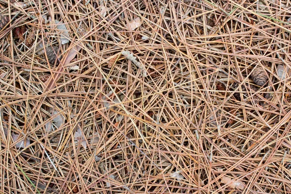 stock image Pine Needles