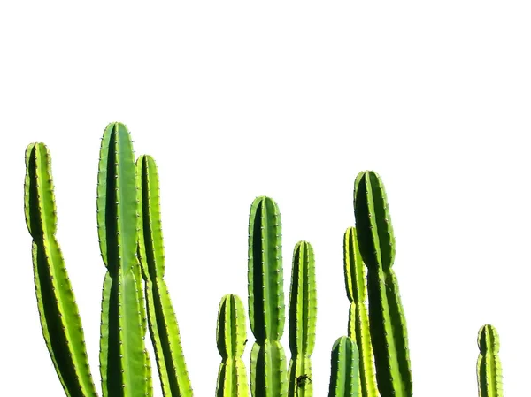 stock image Cactus