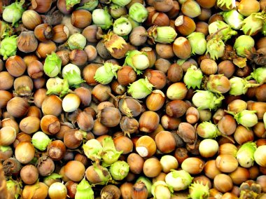 Hazelnuts clipart