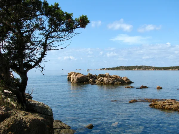 ΚΟΡΣΙΚΑ — Φωτογραφία Αρχείου