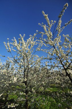 Flowering fruit trees in the orchard clipart